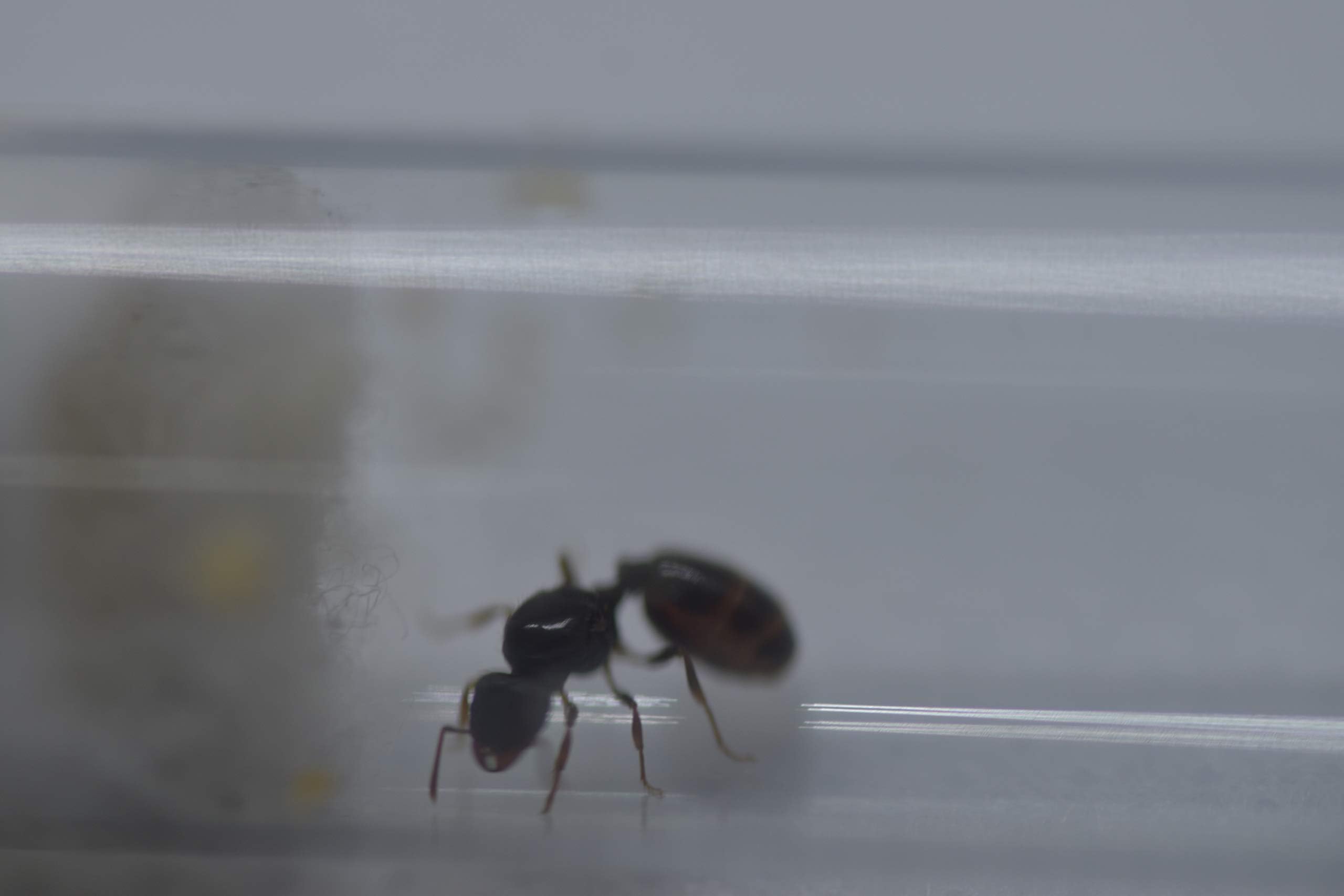 AntsRus Tetramorium caespitum queen with 5-10 workers (starter kit)