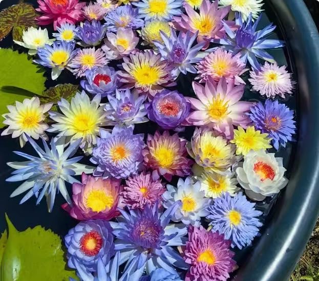 RIVORDE Tazón De Semillas De Loto, Semillas De Nenúfares, Semillas De Flores Acuáticas, Semillas De Loto, Interior De Semillas De Loto De Tazón De Agua, Hidropónico Sin Tierra, Fácil De Criar,100 PCS