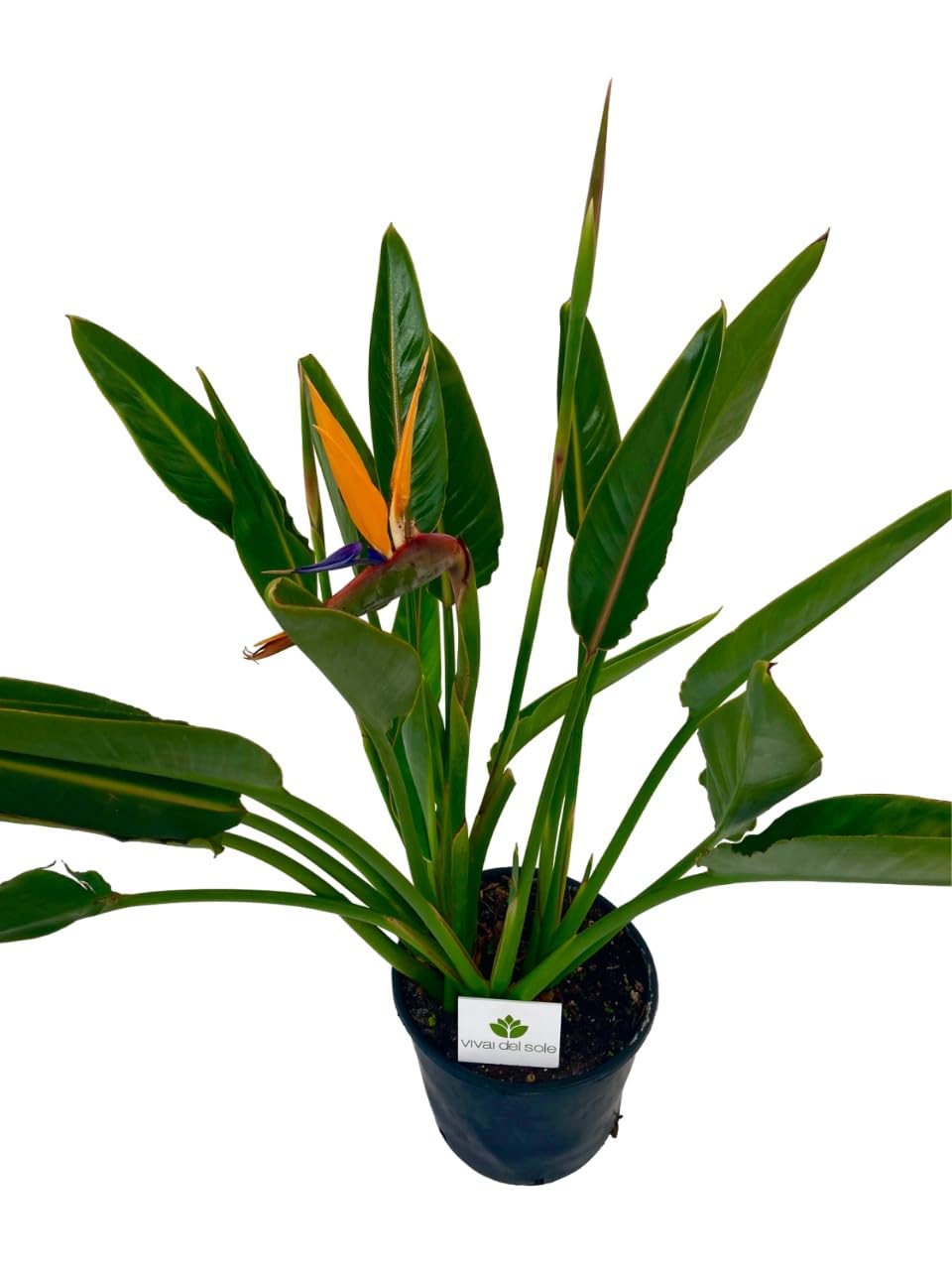 Strelitzia Reginae, Uccello del Paradiso, Pianta ornamentale da esterno prodotta da Vivai del Sole vaso diametro cm 26