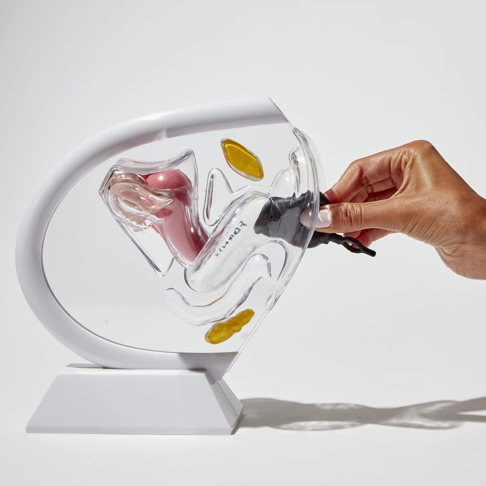 Transparentes Gebärmuttermodell, Modell des weiblichen Fortpflanzungssystems, abnehmbares anatomisches Beckenmodell for den Unterricht in Menstruationstassen(Black)