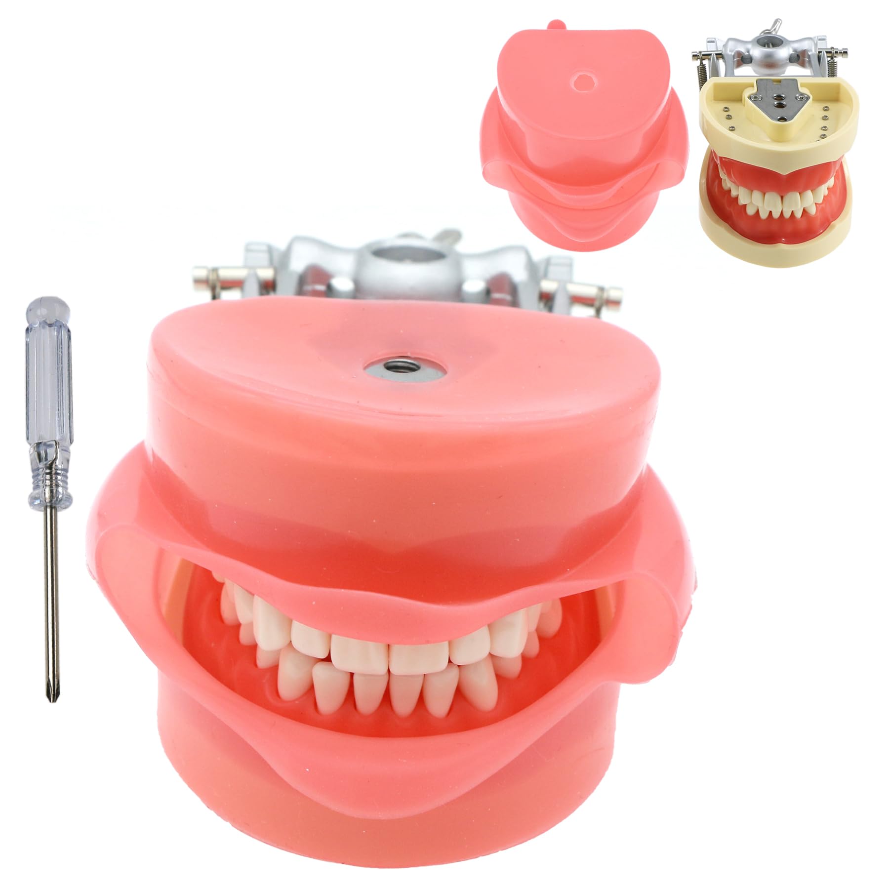 Dental Typodont Teeth Model Simulation Cheek with 28 32 Removable Teeth Compatible with Kilgore Nissin for Practice Teaching Study (M32)