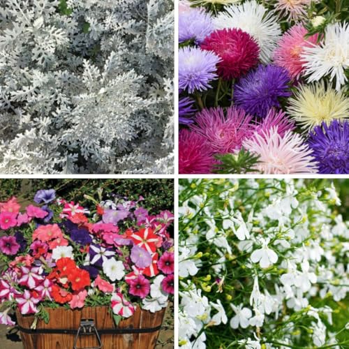 Annual Bedding 24 Plugs Super Saver Collection Mixed Summer Bedding Plants Half-Hardy Annuals Long Flowering Garden Display for Beds Borders & Containers by Thompson and Morgan