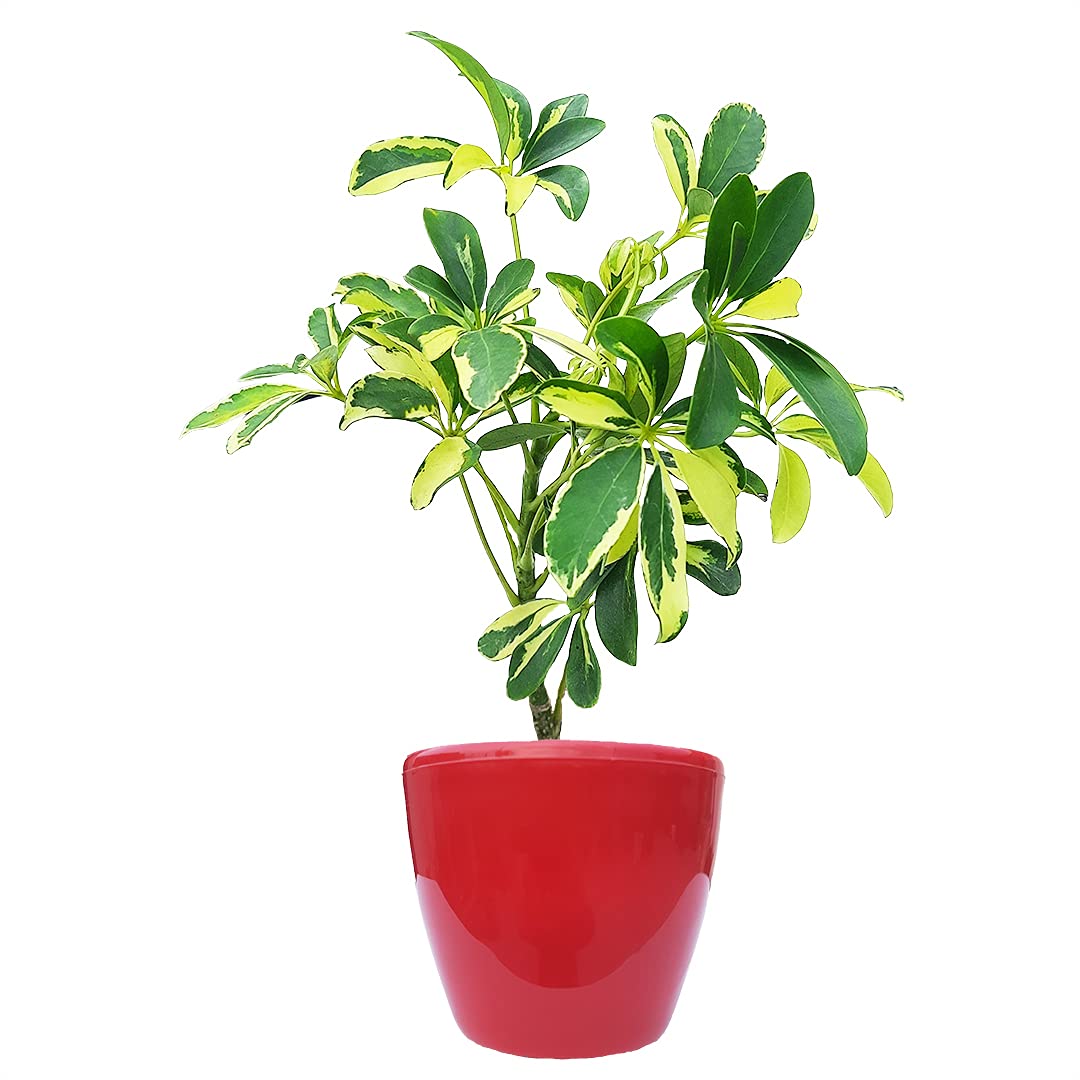 HN Organics Schefflera Variegated Plant with Pot (Red Pot)