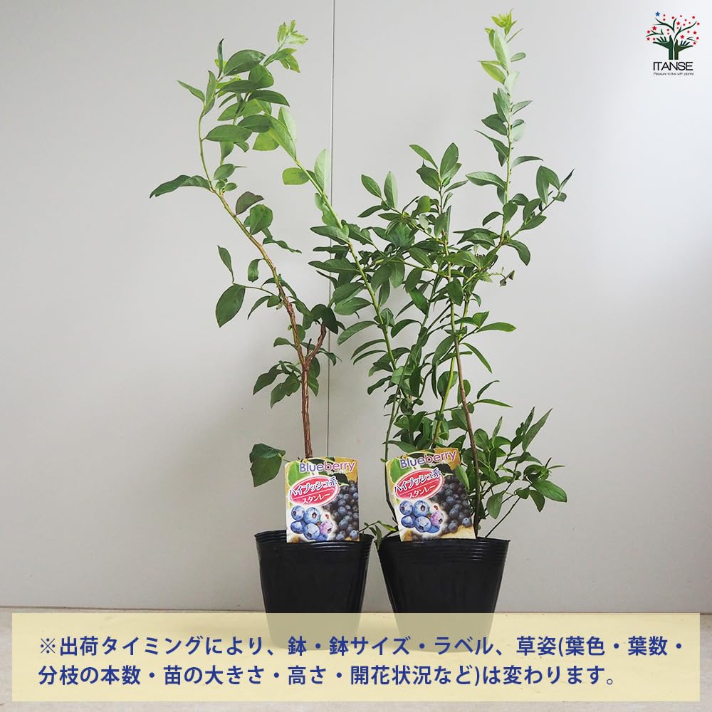 Amazon.co.jp: ITANSE ブルーベリーの苗木 ノーザンハイブッシュ