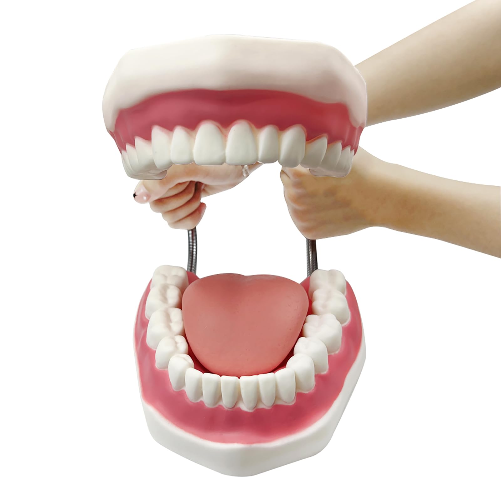 Grand modèle de dents anatomiques pour enseignement des dentistes avec brosse à dents 22 x 15 x 14 cm
