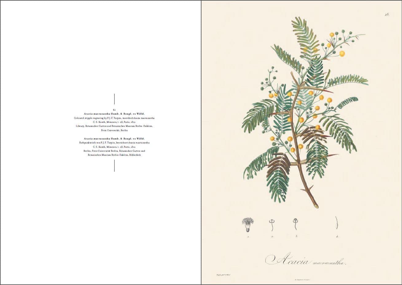 Alexander von Humboldt und die botanische Erforschung Amerikas