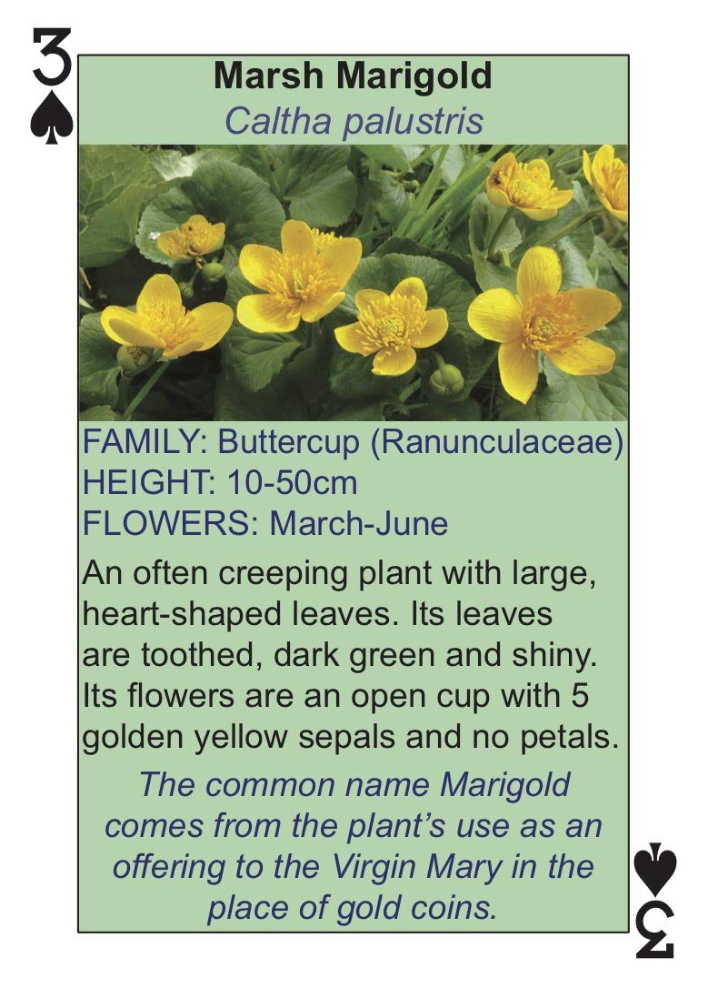 Karty do gry Wildflower