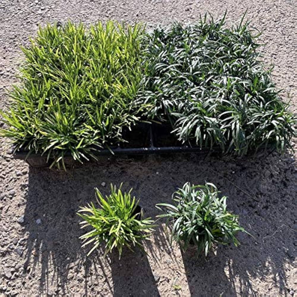 たまりゅう  楽天市場】タマリュウ(玉竜)ポット120ポット（40ポット×3