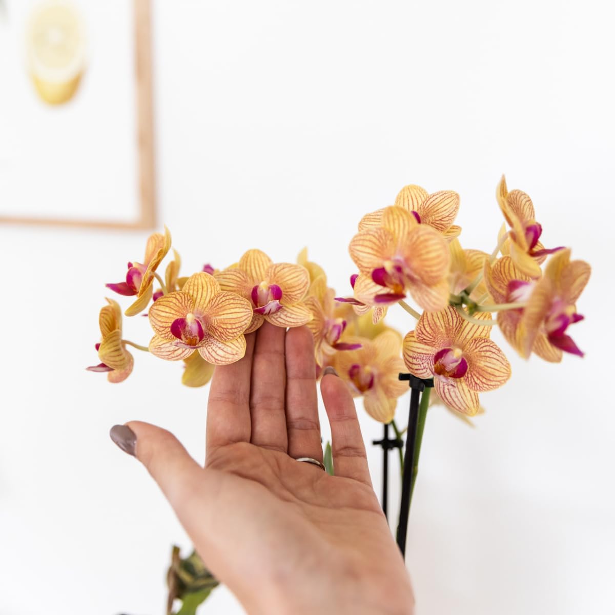 Phalaenopsis Orchidée Bolzano Pot Rayures Peintes 9 cm Plante d'Intérieur