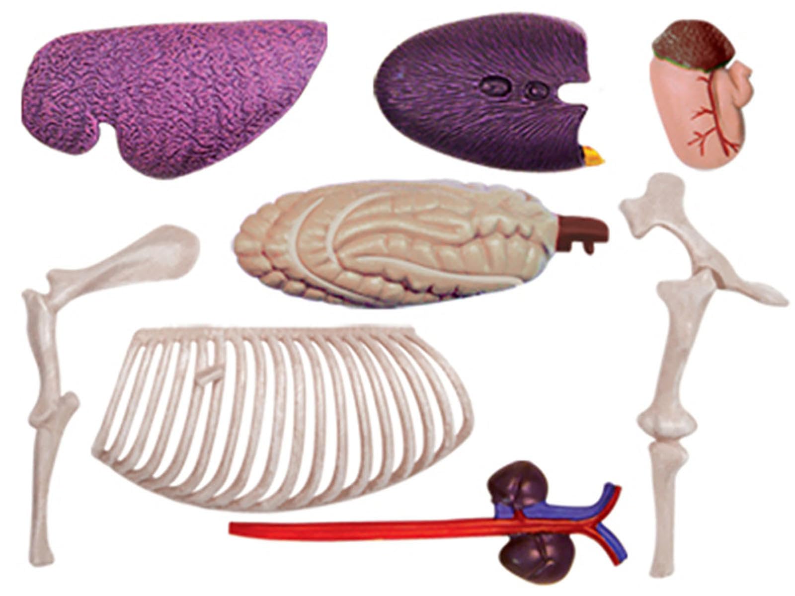 NURCIX 4D Pferd Anatomie Modell, Tier Anatomie Modell Lehrmittel Simulation Tier Pferd Organ Modell Anatomie Medizinisches Lehrmodell