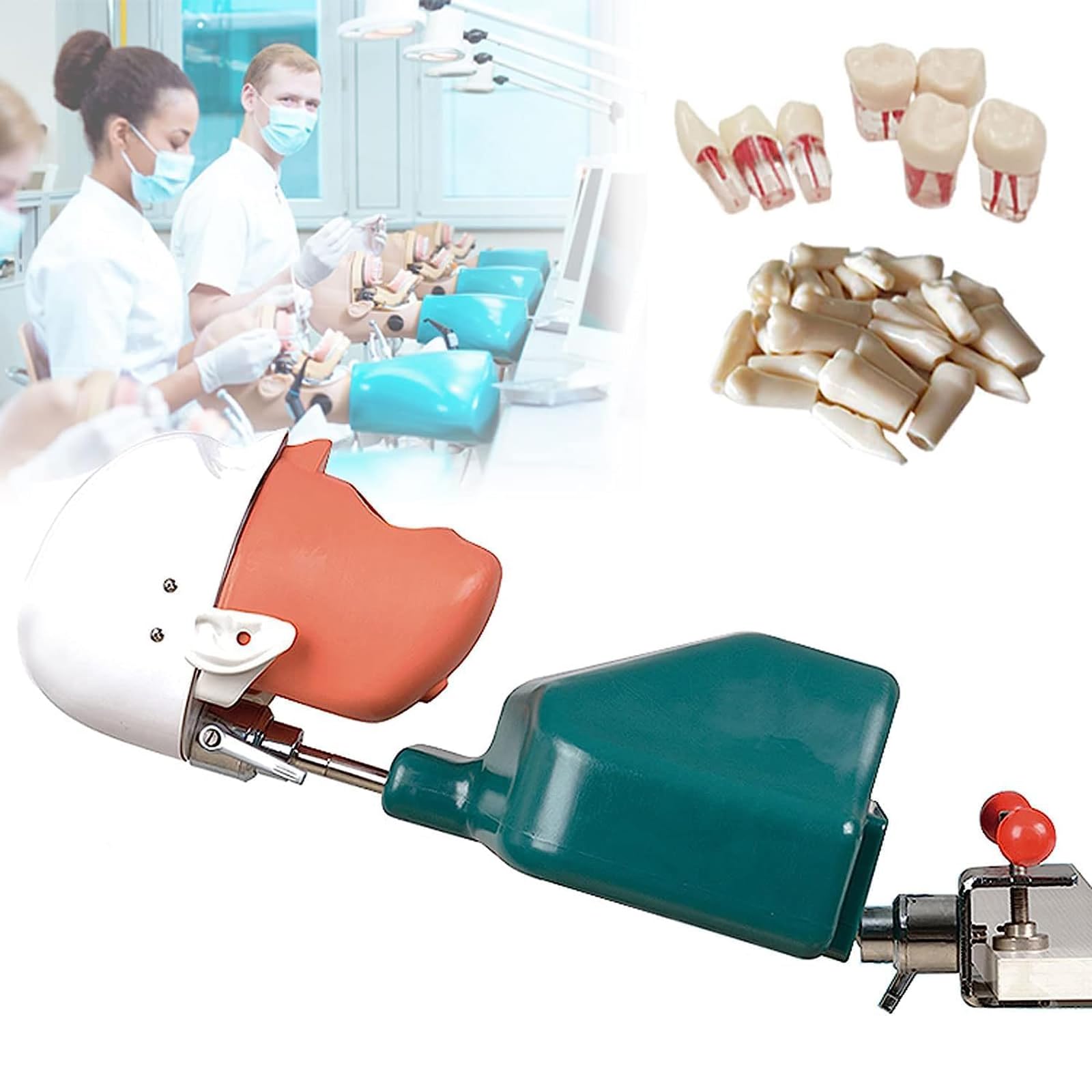 Adtzpc Dental Simulator Head Model Manikin, Dental Phantom Head Model with Torso & Removable Teeth, Manikin Dental Teaching Aids Model for Simulate Natural Human Neck Movement
