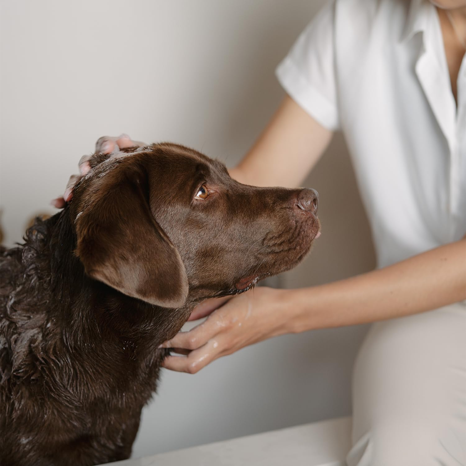 LILA LOVES IT Shampoo Sensitive für Hunde – Hundeshampoo mit Aloe Vera, Mandelöl, Ringelblume und Kamille, spendet Feuchtigkeit, wirkt beruhigend und rückfettend, 250 ml