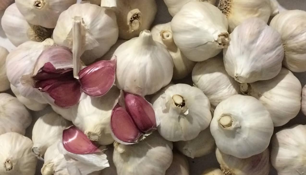 Aglio Rosso di Proceno - 1 conf. da 0,5 kg in teste sfuse di calibro piccolo - Nostra Produzione