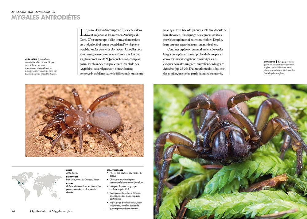 Les Araignées du monde