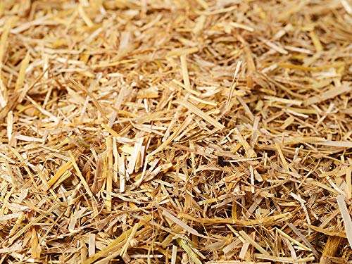 CSPARK Band Natural and Organic Wheat Straw(1kg) for Mushroom - shrubs and General beds Mulch,Mushroom Farming and Gardening,100% Natural (B092MS2JMV) Amazon Price History, Amazon Price Tracker
