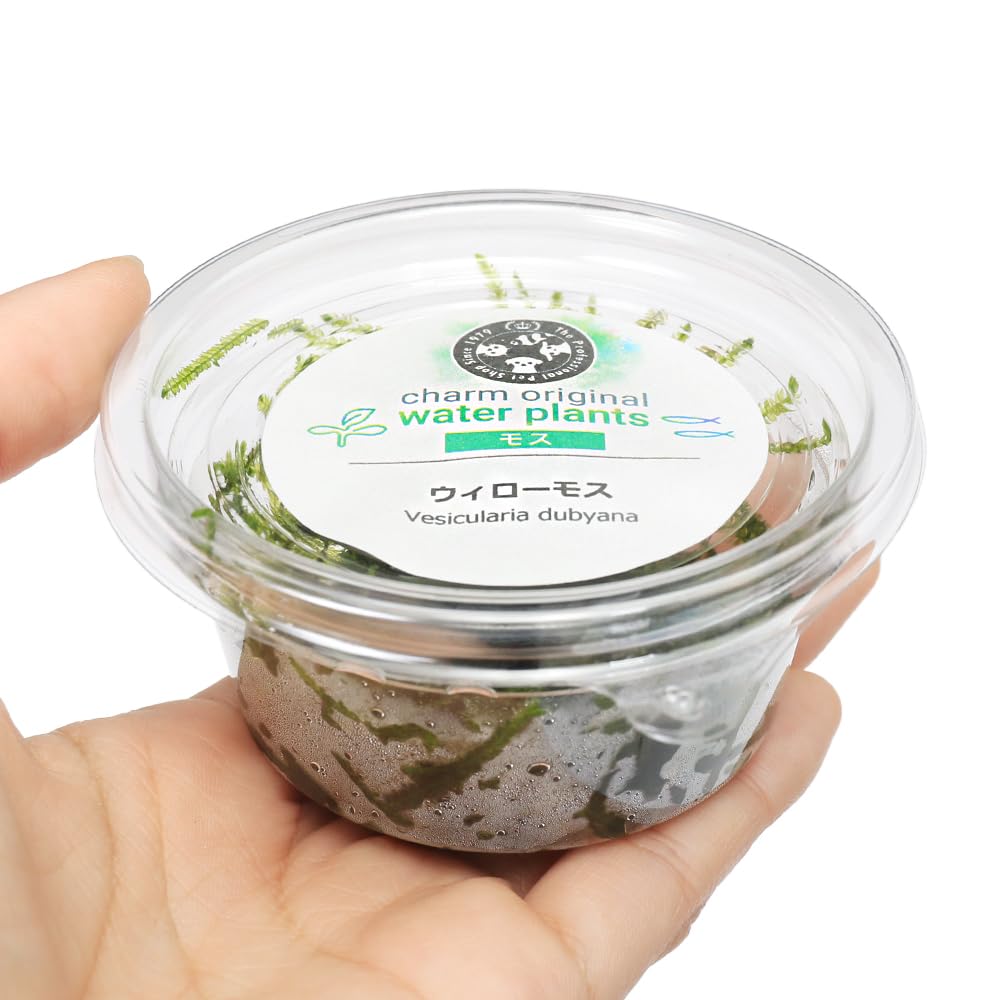 Amazon.co.jp: （水草）ウィローモス（水中葉）（無農薬）（1カップ