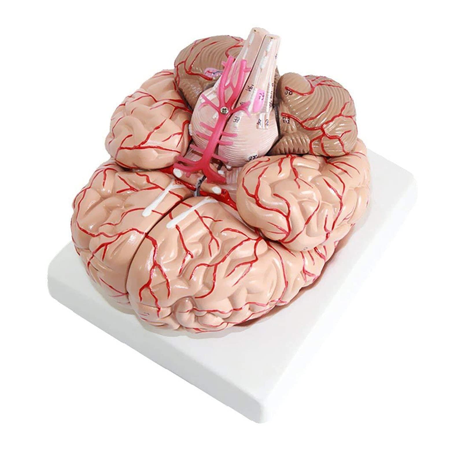 Buy Body Model Tenlacum Professional Life Size Human Anatomical Brain
