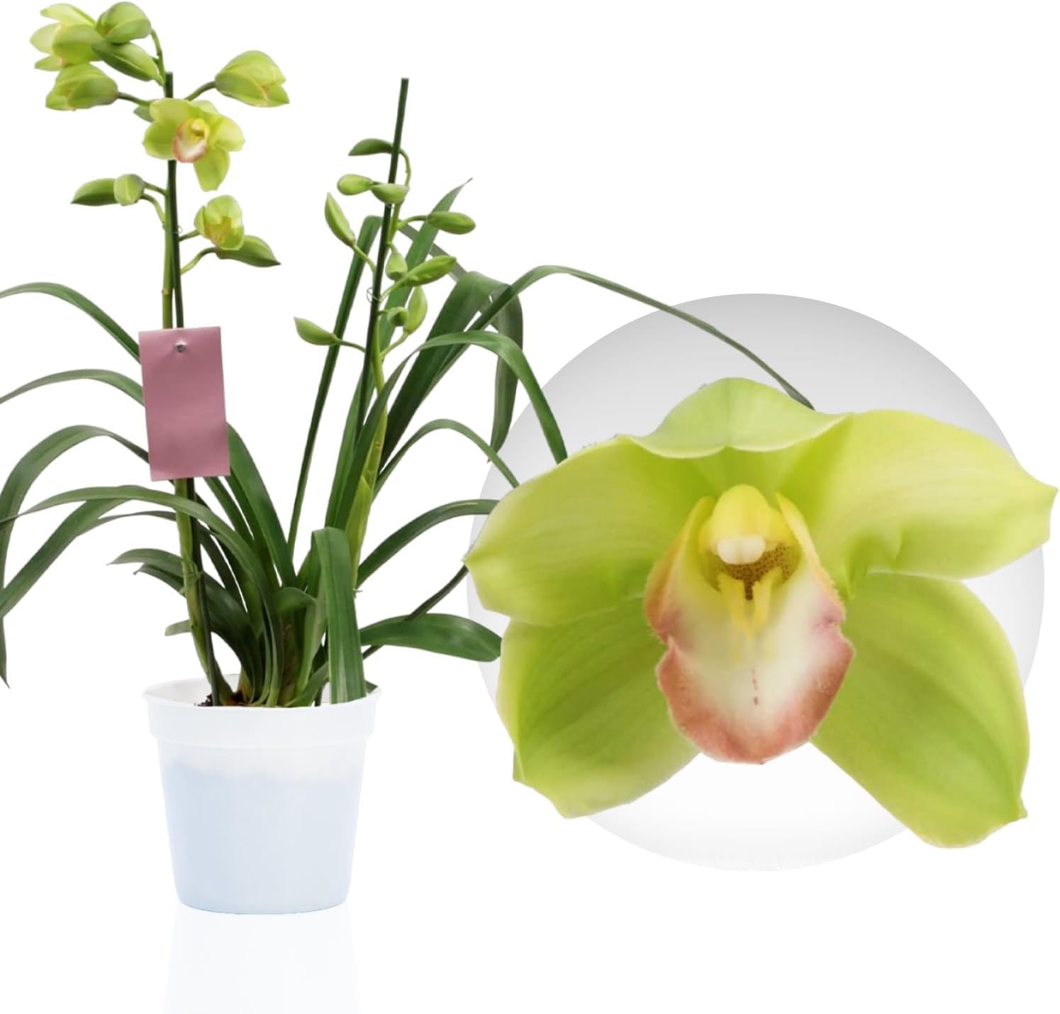 Orquídeas Cymbidium Verde - 1 Plantas de Interior Naturales - 60-70 cm - Plantas Naturales de Holanda - No Resistente al Frío - Decoracion Interior - Sin Semillas, No Artificiales