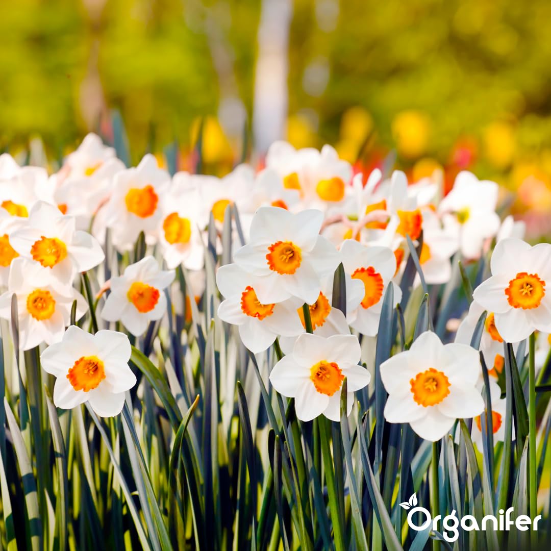Fertilizante Líquido - 5x1L - Para Narciso - NPK 3-4-3 | Flores Largas Y Plantas Fuertes - Organifer