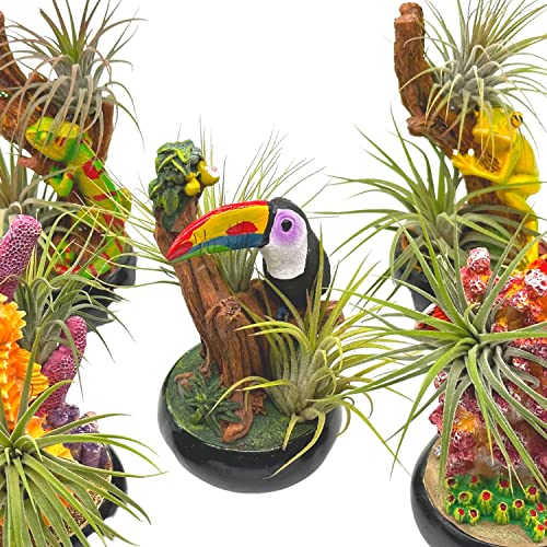 best indoor palm plants Palm Dypsis Areca – ShopTropicals