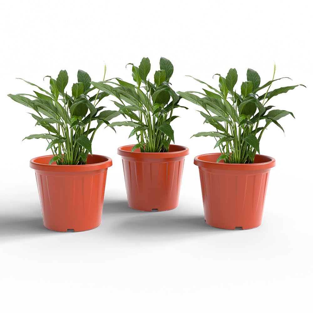 YUCCABE ITALIA 6 Pack White Nursery Planters -17