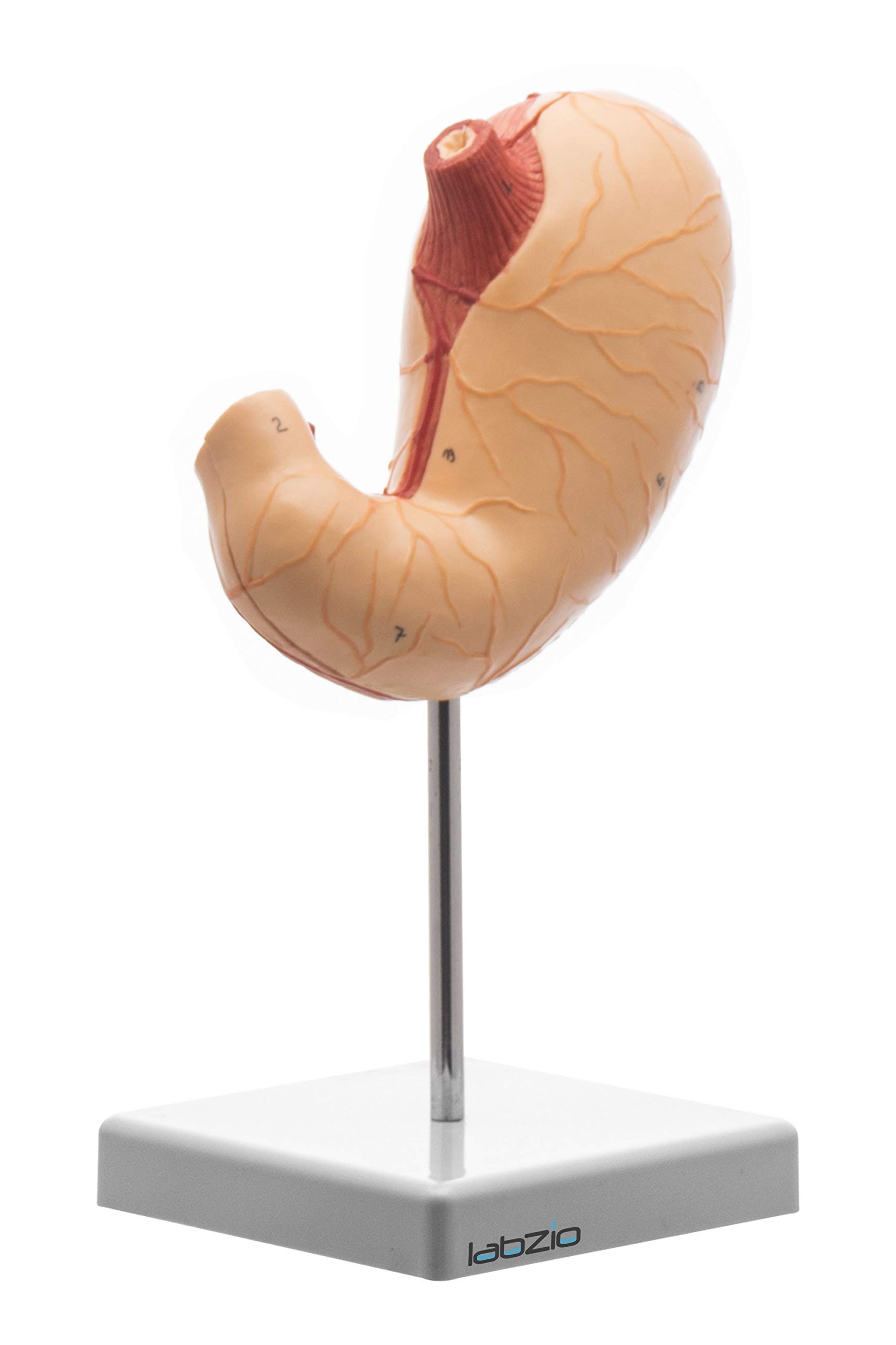 Buy Labzio Stomach Model with 2 Removable parts, High Quality Medical
