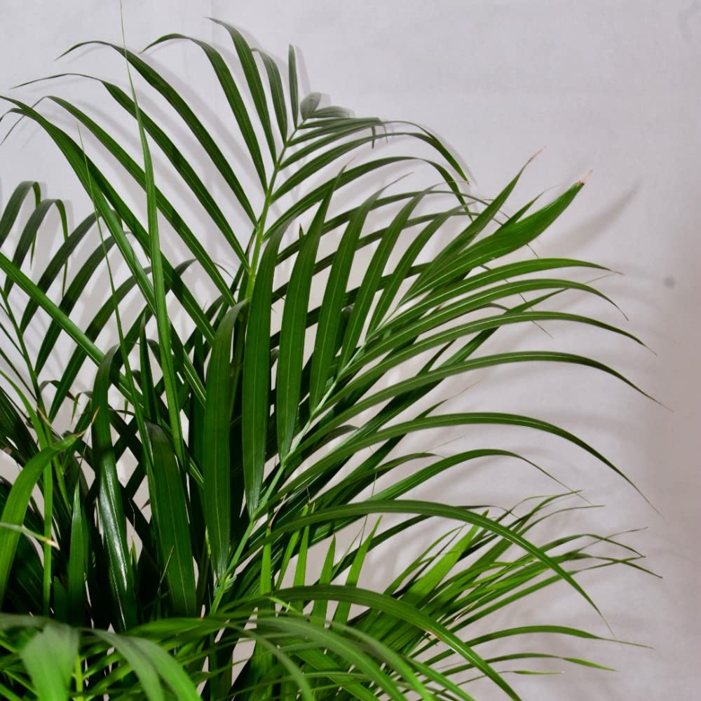 ZynesFlora Goldfruchtpalme Areca Palme Dypsis Lutescens im 19 cm  Pflanzentopf - Hhe: 110-115 cm - Goldpalme Zimmerpalme Zimmerpflanze :  Amazon.de: Garten
