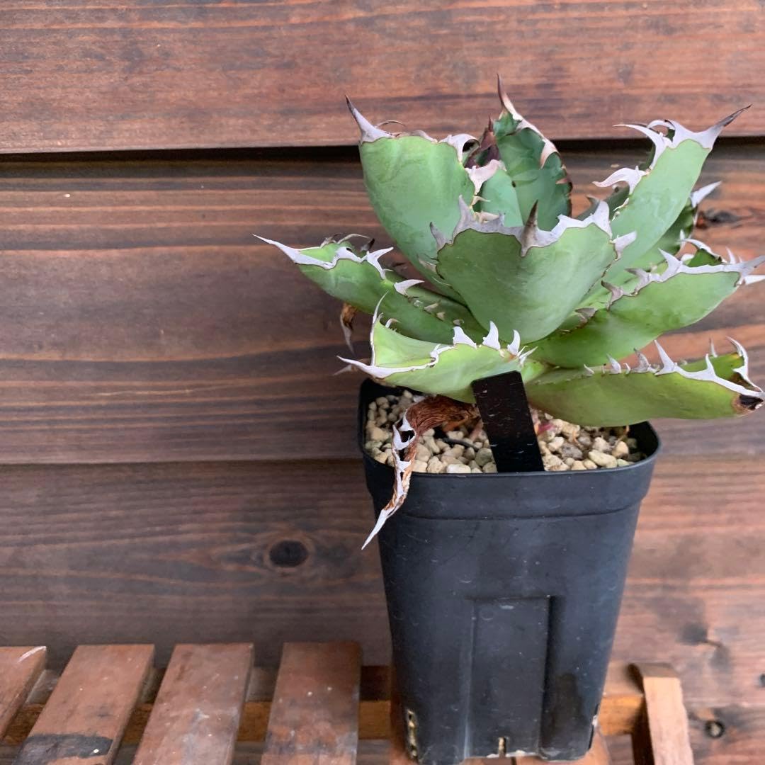 アガベ　チタノタ 黒鯨 抜き苗発送 黒鯨 チタノタ アガベ チタノタ 黒鯨 抜き苗発送 アガベ チタノタ 黒鯨