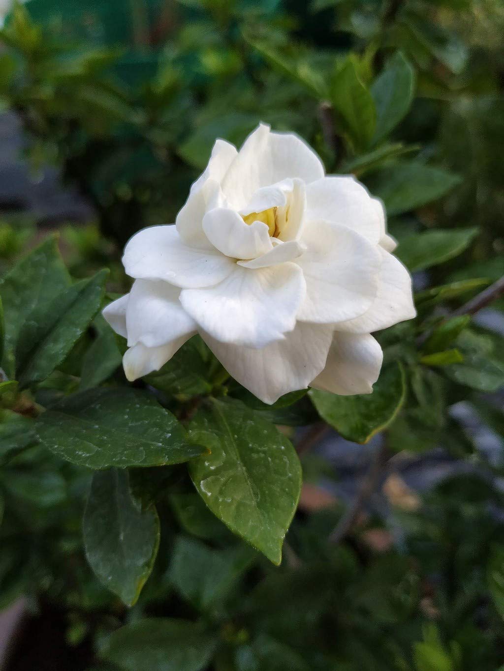 OhhSome Gardening Live Cape Jasmine Gandhraj Plant Flower Plant (B09N9CDTFJ) Amazon Price History, Amazon Price Tracker