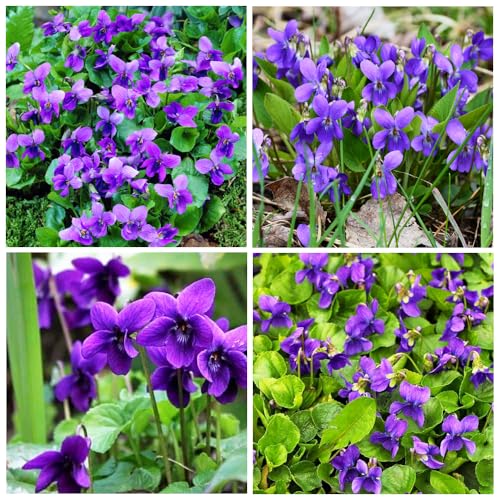 300+ Perennial Sweet Violet Flower Seeds for Planting Outdoors Non-GMO Heirloom