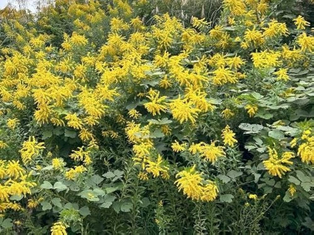 mi---さま専用。天然ソヨゴとアオハダ。。 Amazon.co.jp: 【キザミ乾燥セイタカアワダチソウ 50g:610】国産