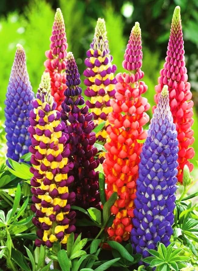 Miniatura 7 de Semillas de flores perennes gigantes de mezcla de altramuces para plantar