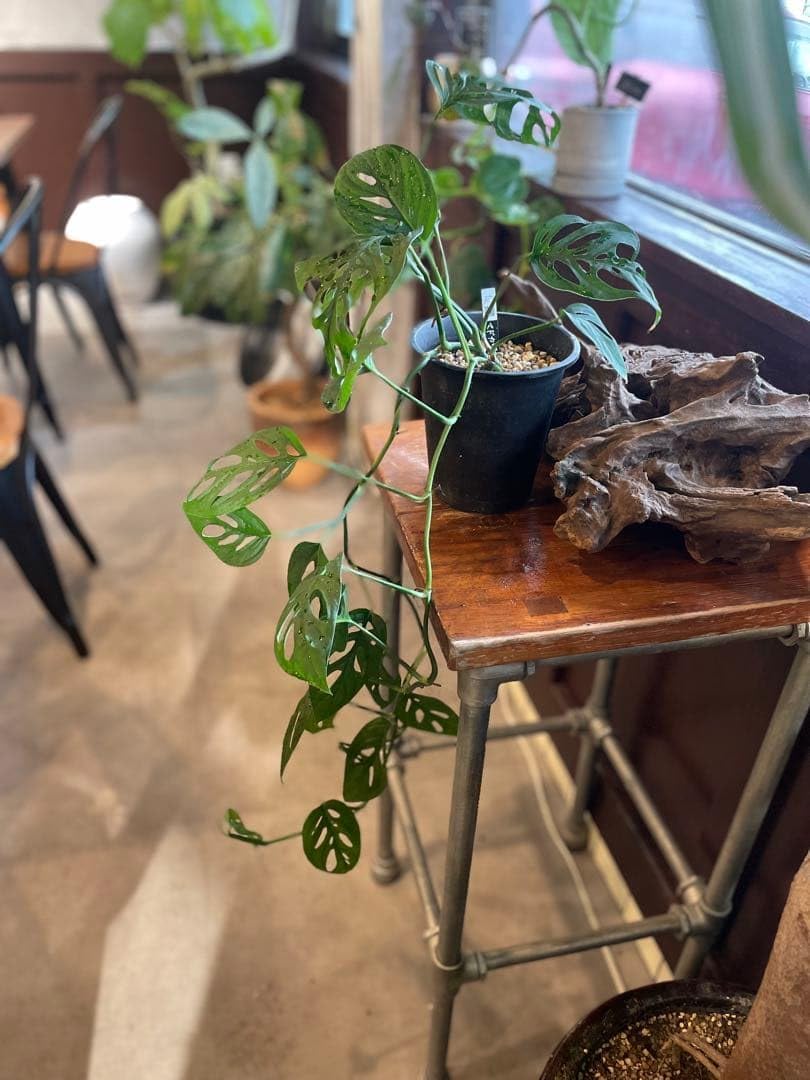 コントローラクミP300(Y) WT-P200Y 002 WT-P300Y | 浅井戸用自動ポンプ WT