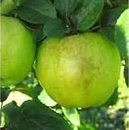 Semillas de manzano (Antonovka) (más de 20 semillas) Sin OMG Semillas de flores de hierbas y frutas vegetales para plantar Paquete de invernadero Semillas de manzano (Antonovka) (más de 20 semillas) Sin OMG Semillas de flores de hierbas y frutas vegetales para plantar Paquete de invernadero