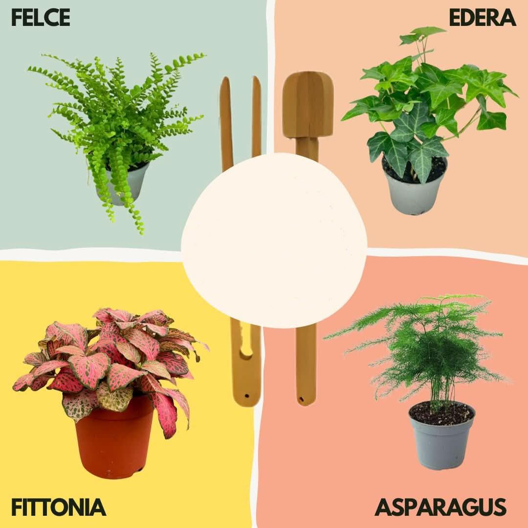 Kit Terrarium Lamparium e Piante Verdi | Vaso in Vetro con Paralume Incluso | Include Substrati, Accessori e Terrario Fai-da-Te