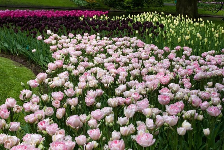 TULPEN Blumenzwiebeln Winterhart, Mehrjährige Osterglocken Zwiebeln aus Holland für Garten, Balkon, Beete & Töpfe. Sortenrein & Mischungen. Frisch, Trocken & Groß (50, Angelique)