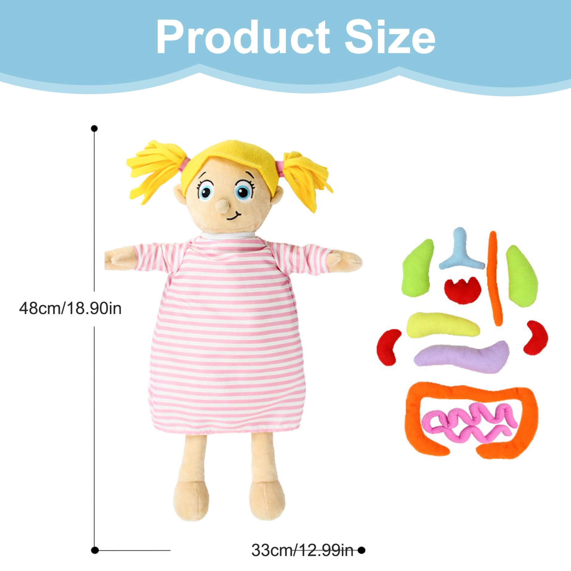 Menschliches Körpermodell für Kinder 13 x 19 entzückende Anatomie -Puppe mit abnehmbaren Orgelplüschspielzeug Interaktives Bildungsspielzeugkörper -Wissenschafts -Kit für Jungen und Mädchen