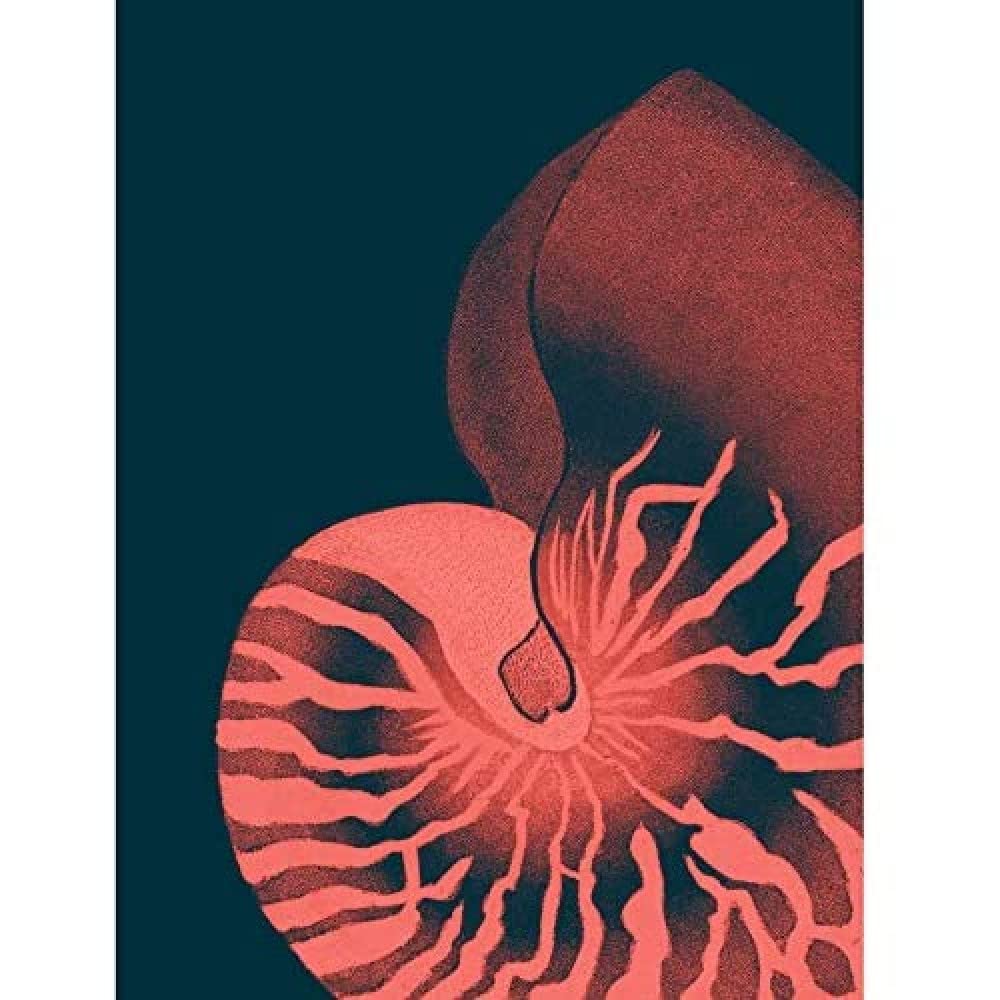 Wee Blue Coo Pink Seashell Nautilus Unframed Art Print Poster Wall Decor 12X16 Inch