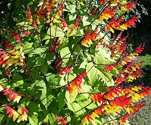 Vision4ever 30 x Mina Lobata - Spanish Flag - Seeds - Climbing Flower - Firecracker Vine for Planting Garden Yard Patio