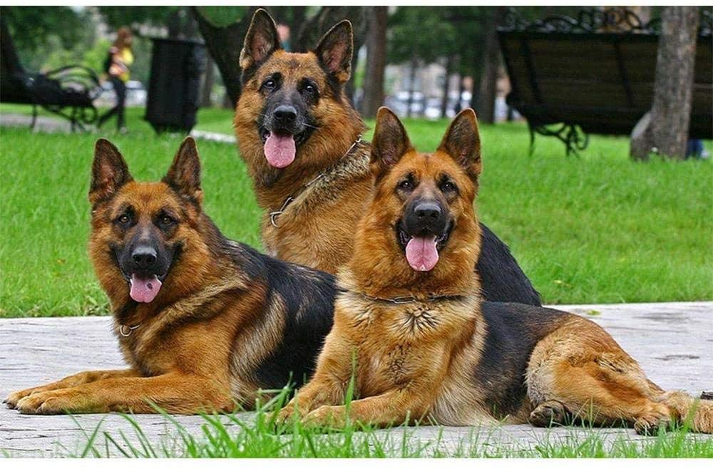 Full Range of Embroidery Starter Kits 11CT Stamped Cross Stitch Kit Adult Printed Wolfdog Embroidery Cloth Needlepoint DIY Birthday Gift Adult Handmade-16x20 inch