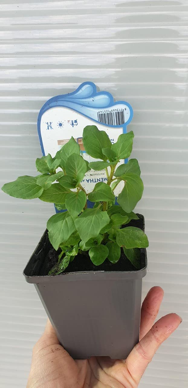 Planta de estanque y acuario Menta aquatica