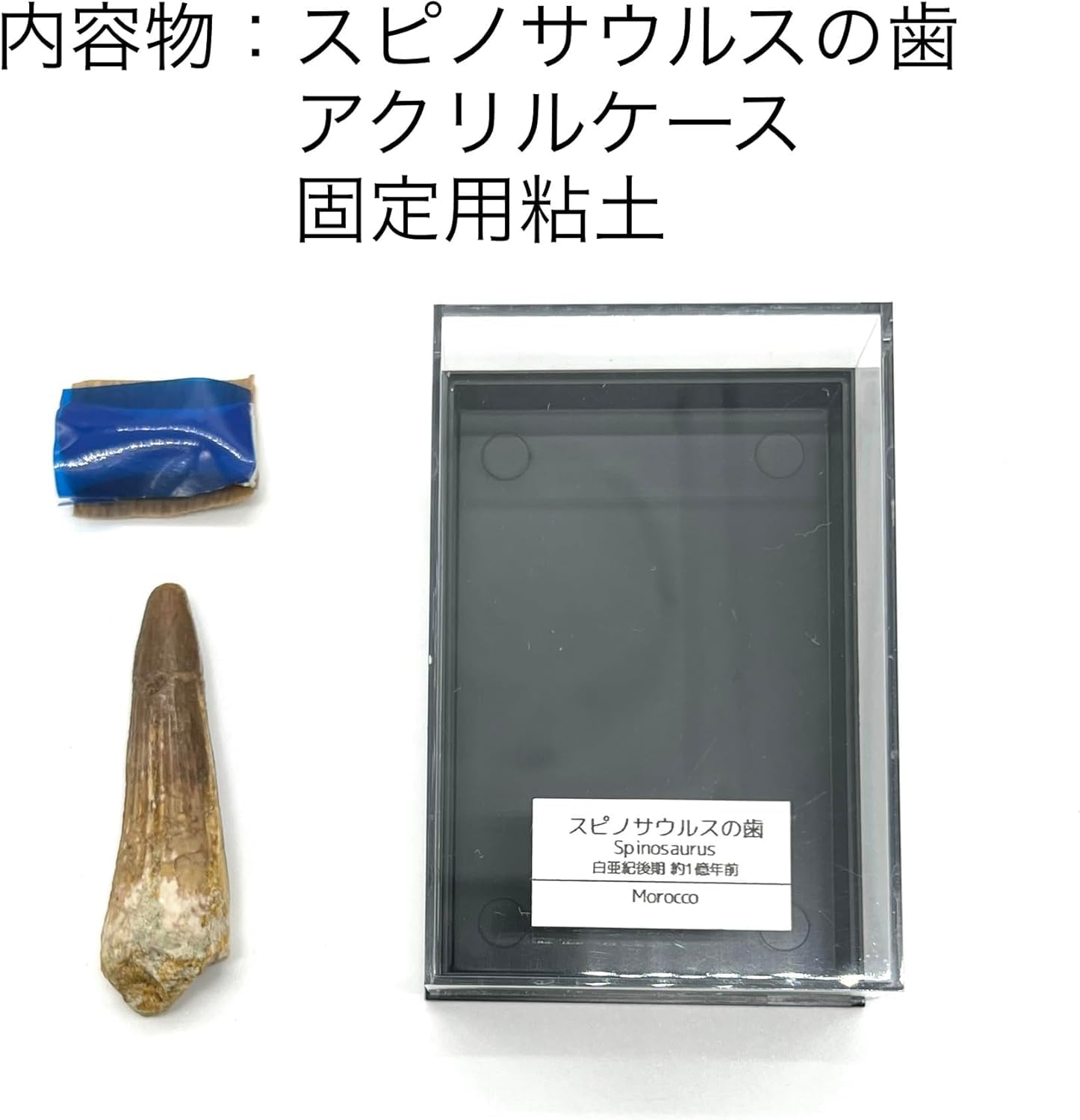 Amazon | つくしサイエンス スピノサウルス 歯 化石 恐竜 本物 白亜紀