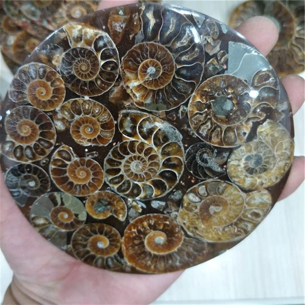 天然石☆水晶☆アンモナイト amn-05.jpg