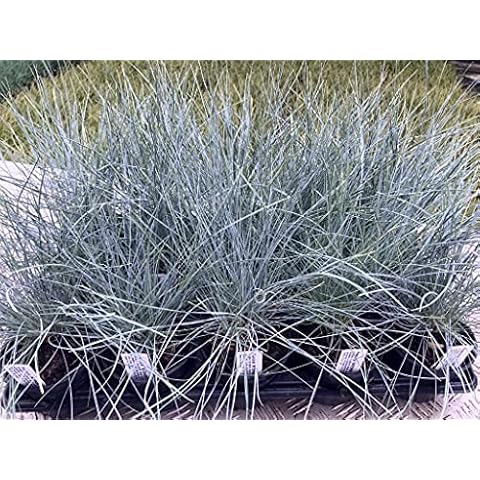 15 Festuca 'Intense Blue' Grasses in 10.5cm POTS from Specialist Grower in Lincolnshire Cover