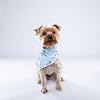 باندانا قطن للحيوانات الأليفة من باو باو بعبارة «It's My Barkday»، أزرق، M