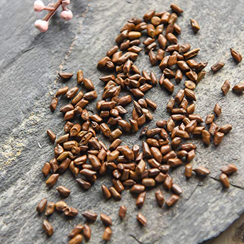 通用 50g-500g Té de Cassiae a Base de Hierbas Té Negro Tradicional de China Mejora la agudeza de la visión Saludable (100g… - Imagen 6