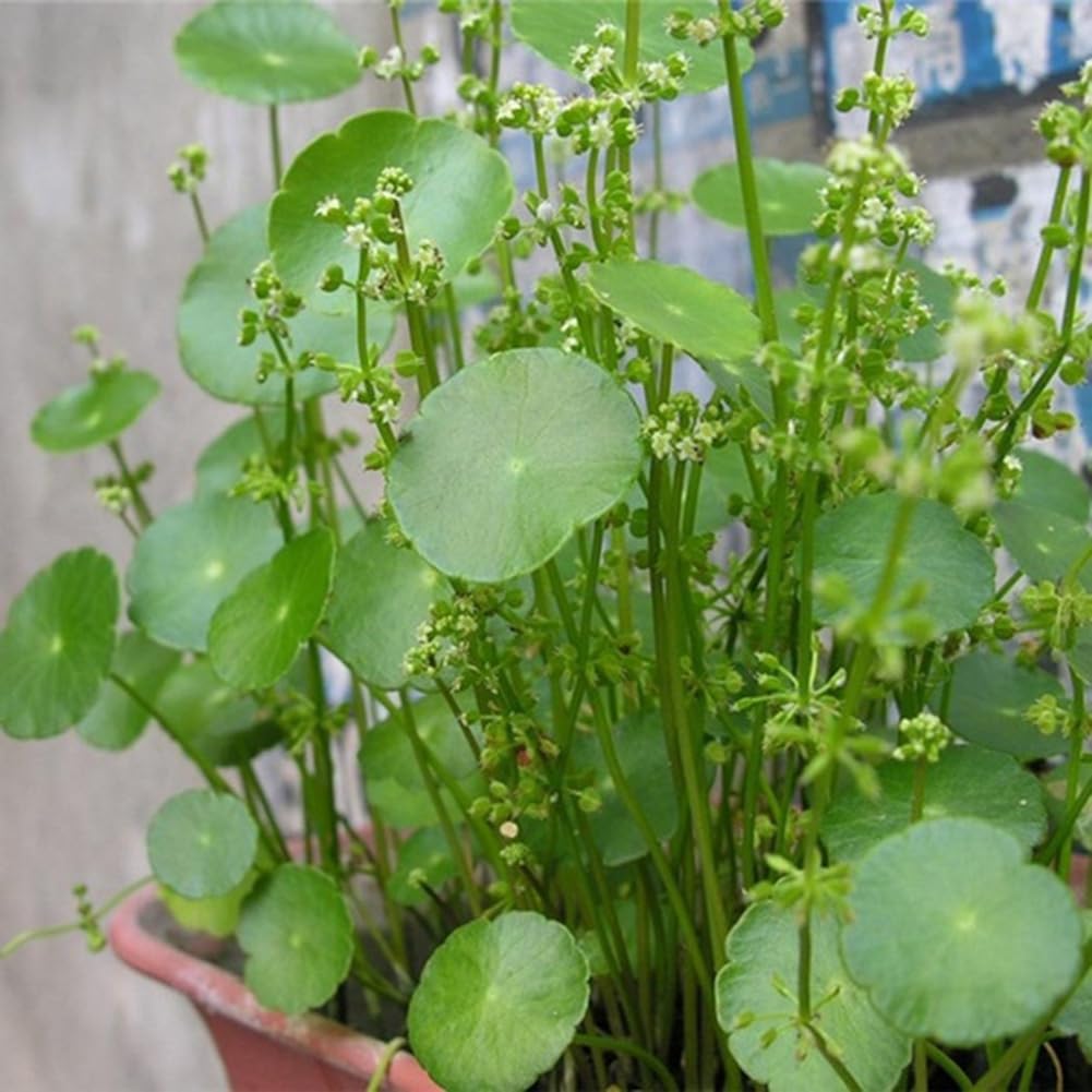 50 pièces Dichondra Pistia graines jardin étang plante piscine Aquarium réservoir décor jardinage cadeau pour hommes, femmes, enfants Graines de Dichondre