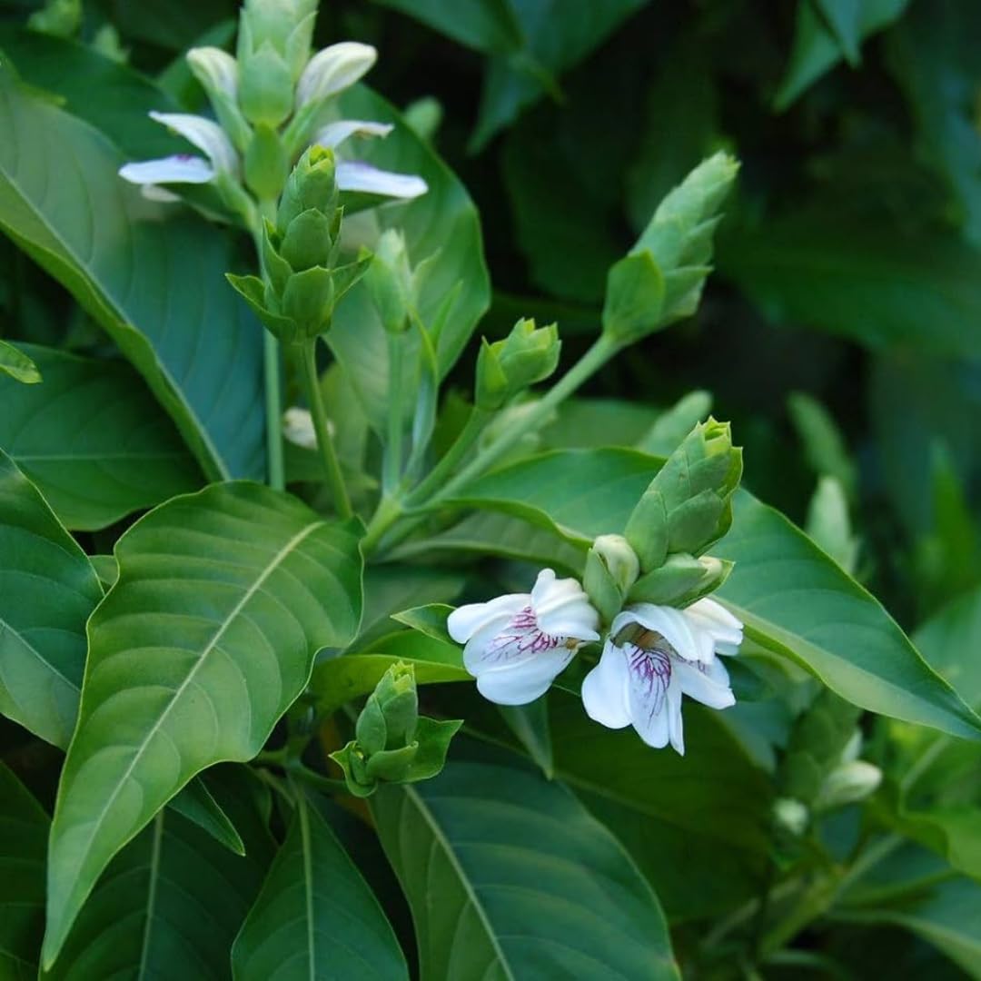 M-Tech Gardens Adalodakam Medicinal Herb Plant (Justicia adhatoda, Malabar nut) Exotic 2 Live Medicinal Plants (B07S2XN35Y) Amazon Price History, Amazon Price Tracker
