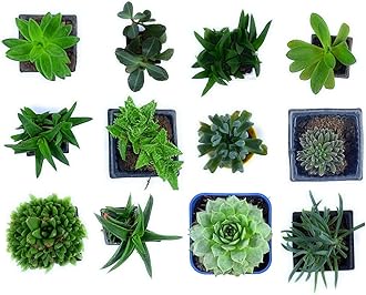 Creative Farmer Succulents Succulent Plants Live Combo Vibrant Plant - (Set Of Any 12 Assorted Combo)