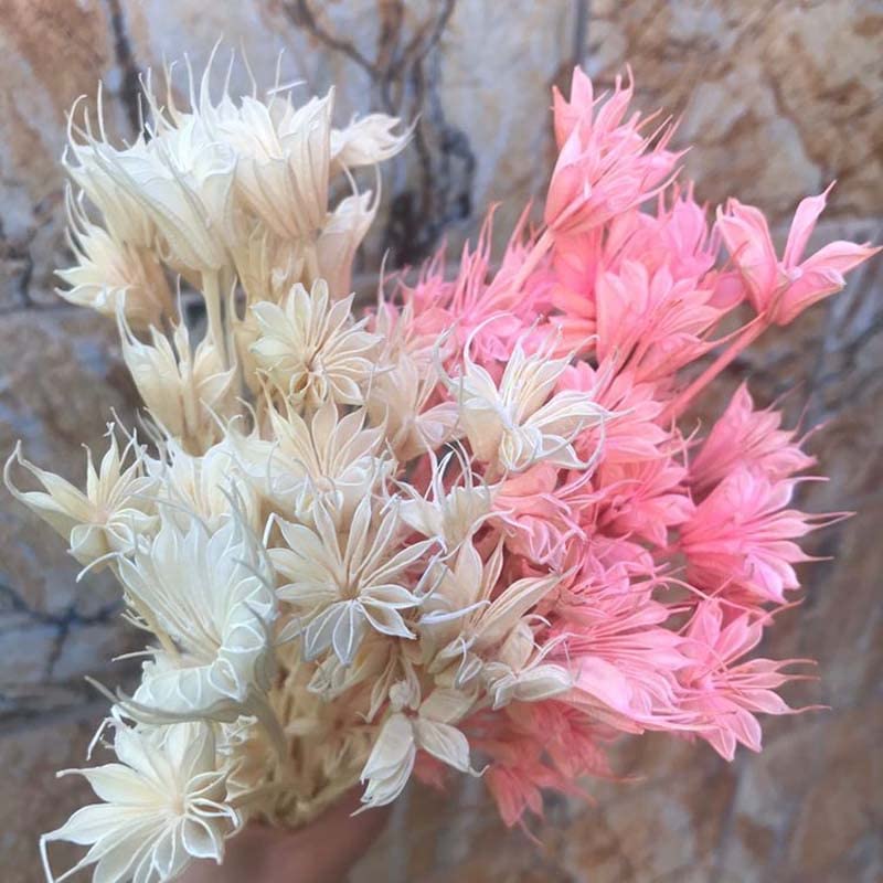 35 cabezas de flores secas naturales para decoración miniatura 3
